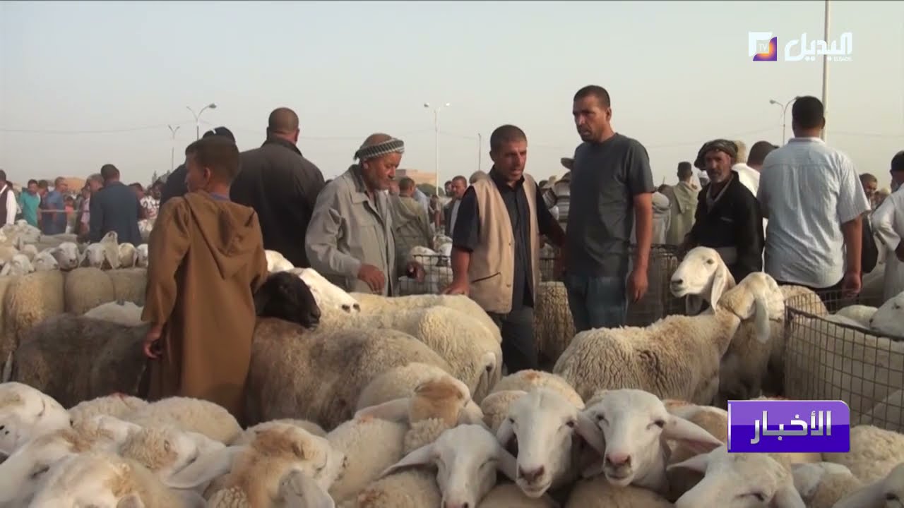 سوق المواشي ببريكة .. مقصد المواطنين قبيل عيد الأضحى المبارك