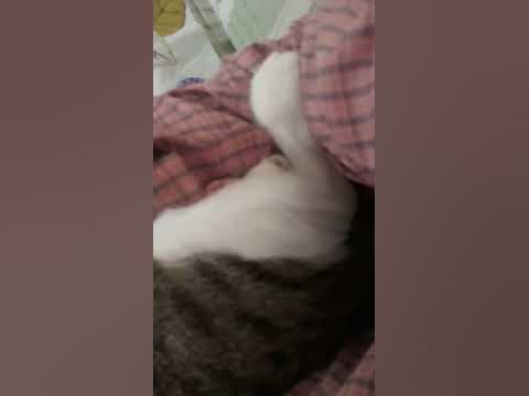 KEDİ KIZIM BABA KUCAGİNDA(2) - YouTube