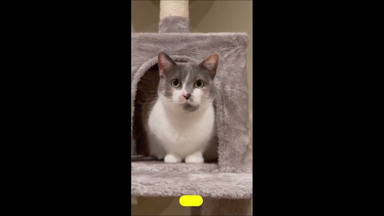 Cats Love this Cat Tree from FEANDREA