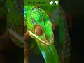 Interesting Eye Movements of a Chameleon!! 4K🦎 #shorts #chameleon
