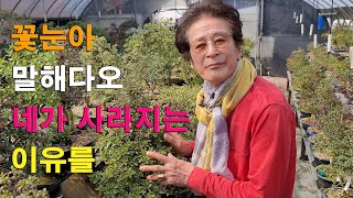 꽃눈아 말해다오 네가 사라지는 이유를