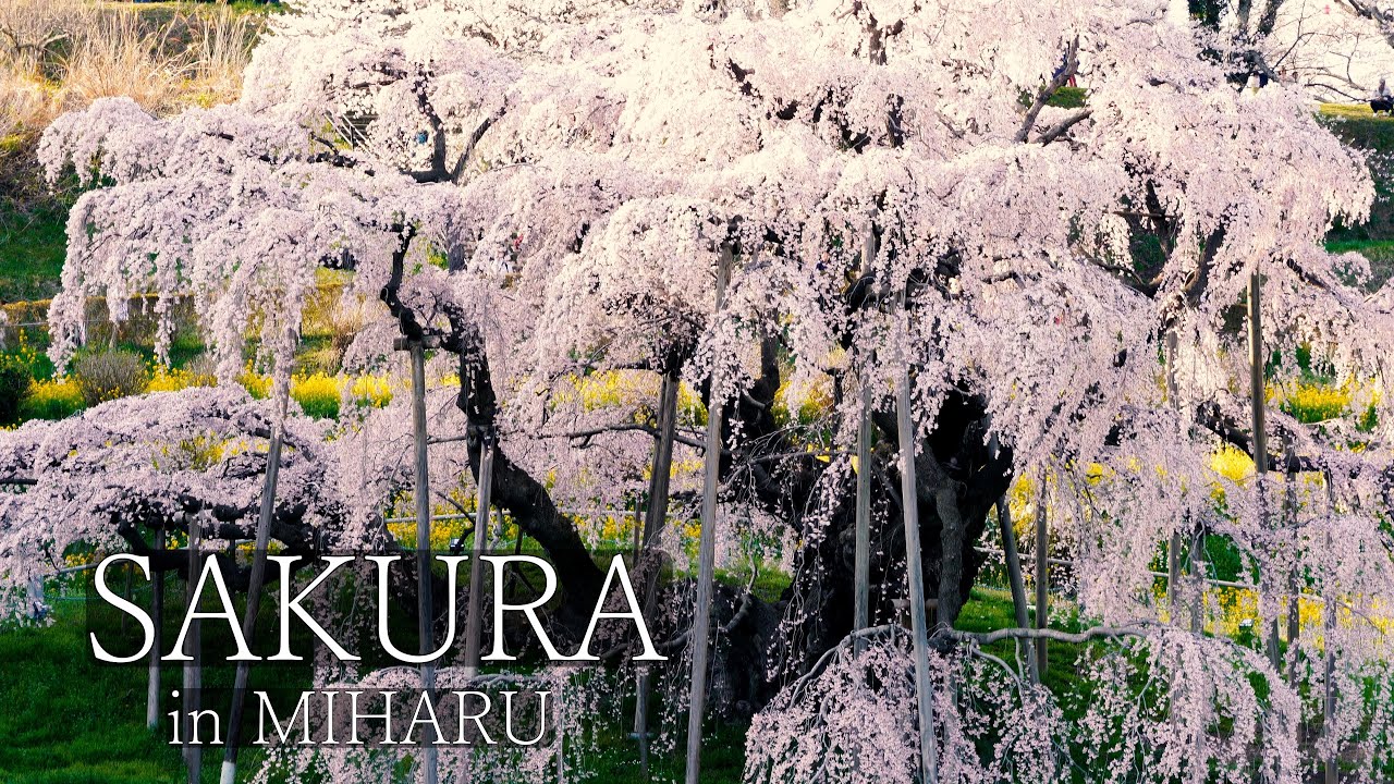 САКУРА в МИХАРУ: Цветение вишни Сакура-но Сато в городе Михару