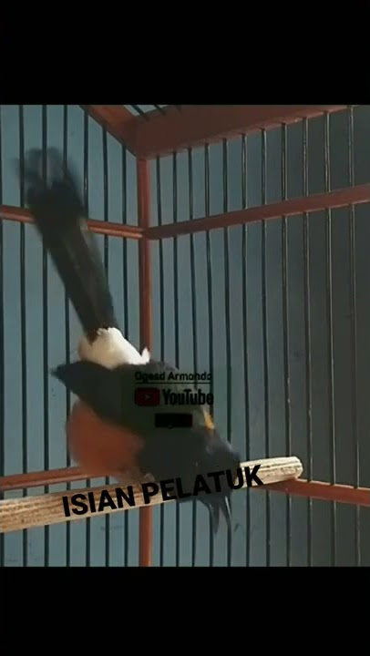 MURAI ISIAN PELATUK PANJANG