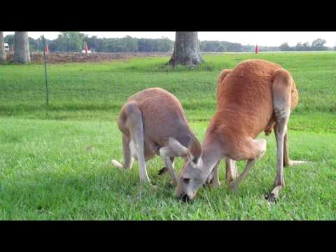 Mother, baby, and father kangaroo.MP4