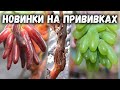 Новинки на прививках