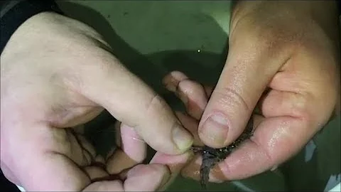 Cosa sta bene con il gambero?