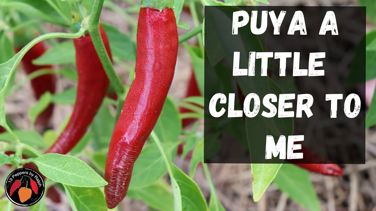 Puya Pepper Review and Tasting - YouTube