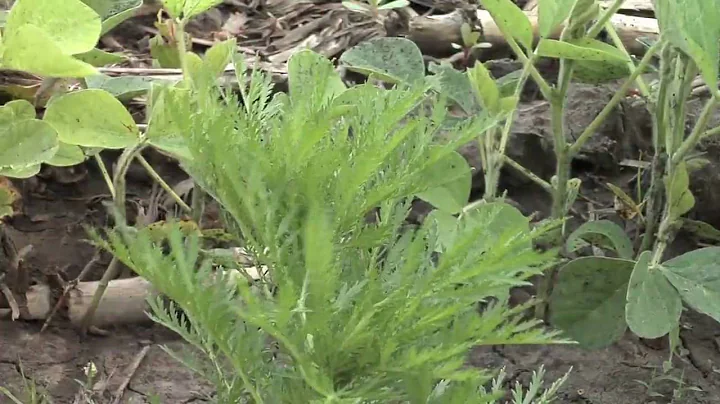 Weed of the Week #602 - Biennial Sage (From Ag PhD #602 10/18/09)