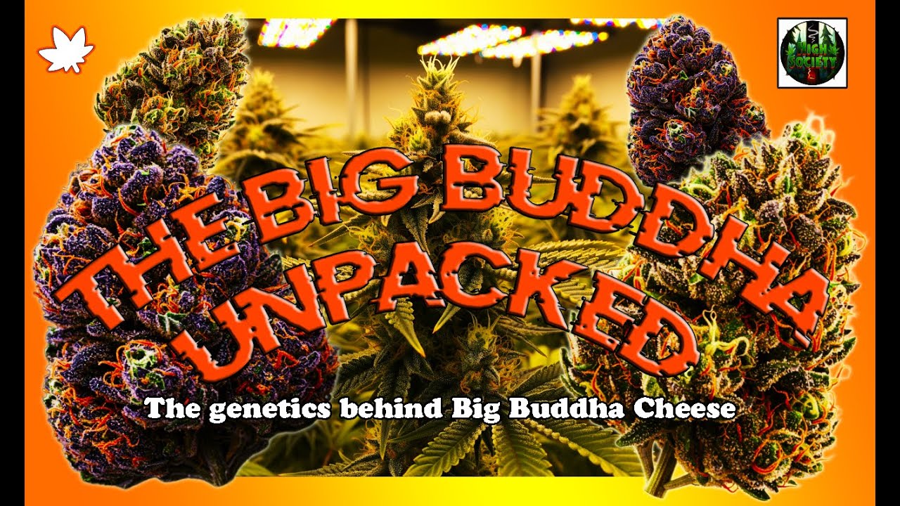 "BIG BUDDHA CHEESE: The Ultimate Strain Deep Dive & Its Legendary Family Tree"