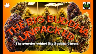 "BIG BUDDHA CHEESE: The Ultimate Strain Deep Dive & Its Legendary Family Tree"