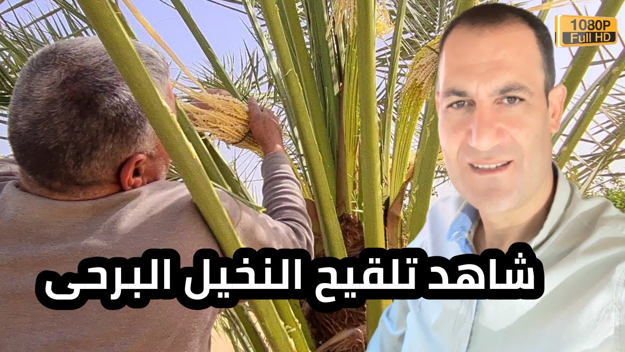 تلقيح النخيل البرحي بطريقة جديدة @adm200