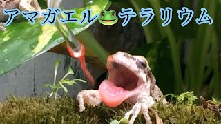 カエル メダカ 苔テラリウム水槽 2 アクアリウム Youtube