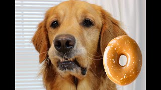 Golden Retriever Dogs React To the Doughnut Challenge! Slow Motion Dog Video.