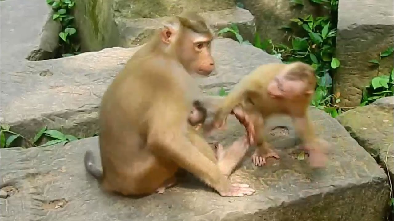 LYBI give Amanda advise to reject her hug newborn Rainbow, Amanda crying inform Ashley to hunt LYBI