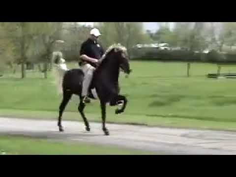 Βίντεο: Tennessee Walking Horse
