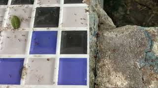 Destructors form buffer zone vs Fire ants