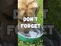 'Beat The Heat' This Summer With Your Dog