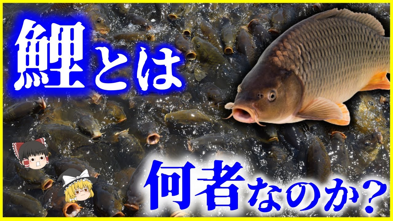 ゆっくり解説】ヤバすぎる繁殖力…「鯉」とは何者なのか？を解説/コイは