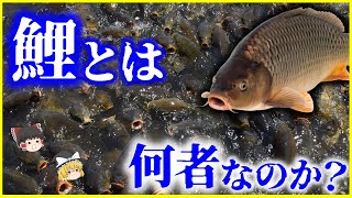 【ゆっくり解説】ヤバすぎる繁殖力…「鯉」とは何者なのかを解説/コイは日本固有種外来種寿命は最長200年⁉海外でも大暴れ⁉