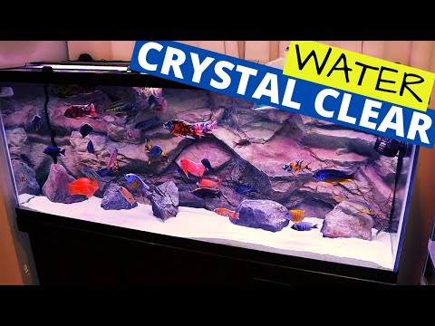 Secret of Crystal Clear Aquarium Water 💦 