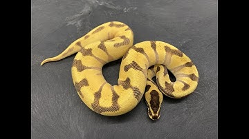 Showing off some Ball Pythons for a photo shoot for my new website!
