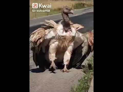 نسر الهيمالايا العملاق