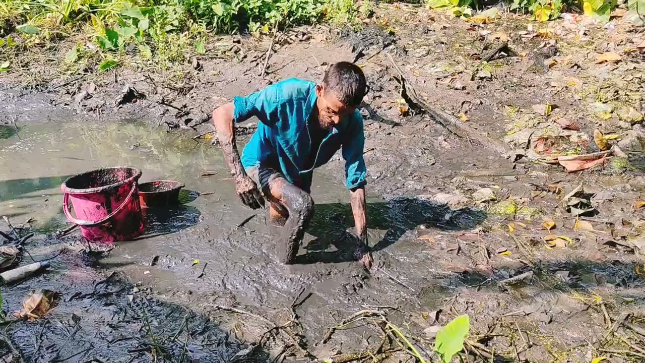 ডোবা সেঁচে হাতে মাছ ধরা! কাদা মাটিরমধ্যে এতো মাগুর মাছ 🐟 TraditionalHand Fishing in Mud 