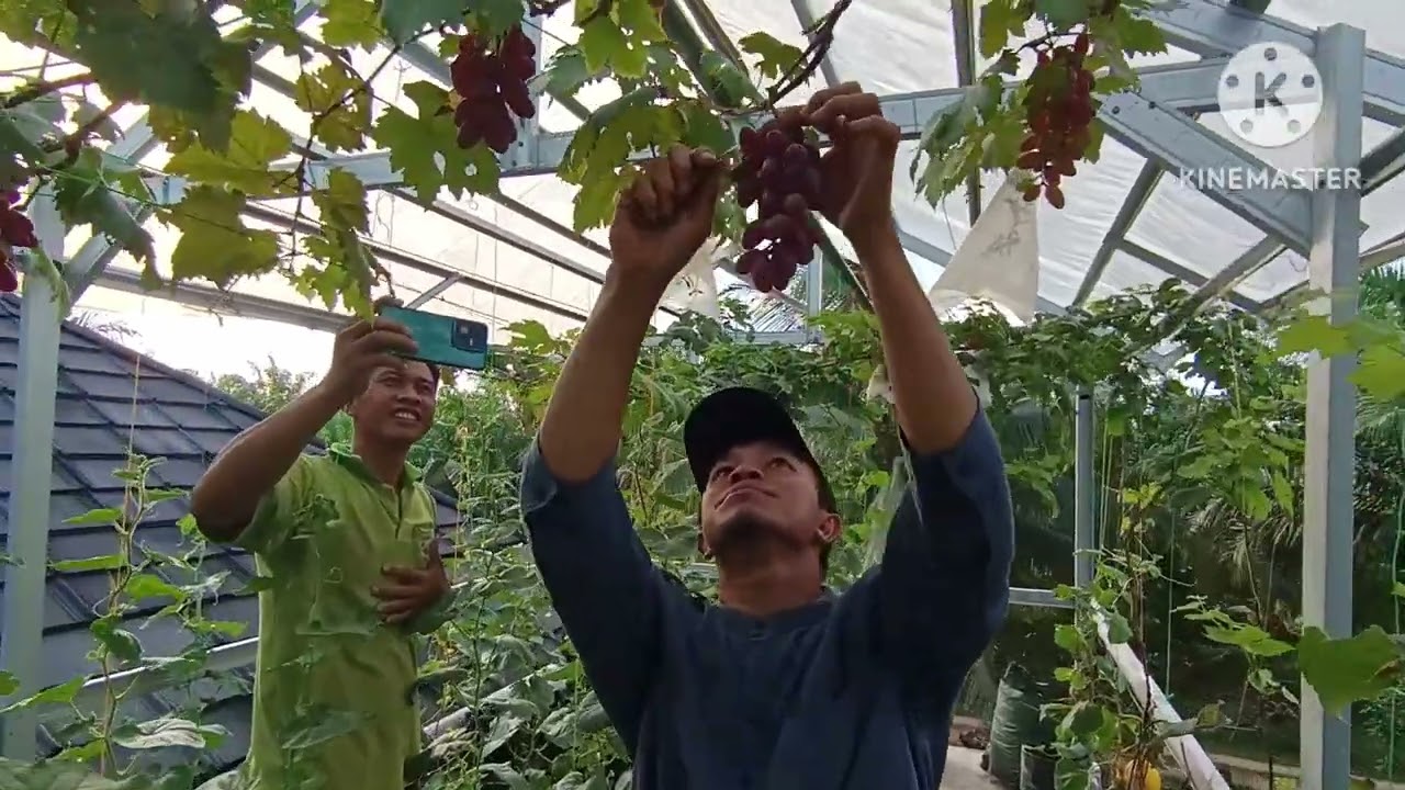 PETIK BUAH ANGGUR