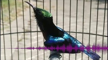 Audio Master Purple-Troathed Sunbird (Leptocoma Sperata) II KONIN GACOR FULL ISIAN Kicau Burung