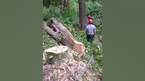 Falling and climbing Trees by a high Voltage power line