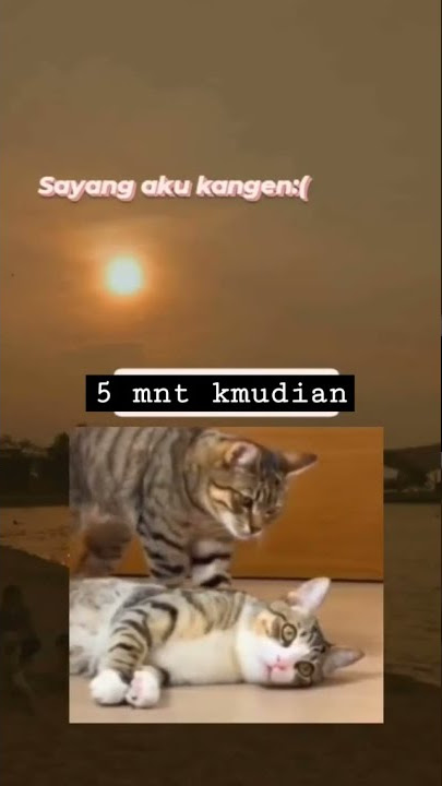 story wa!emang musim kawin #shorts