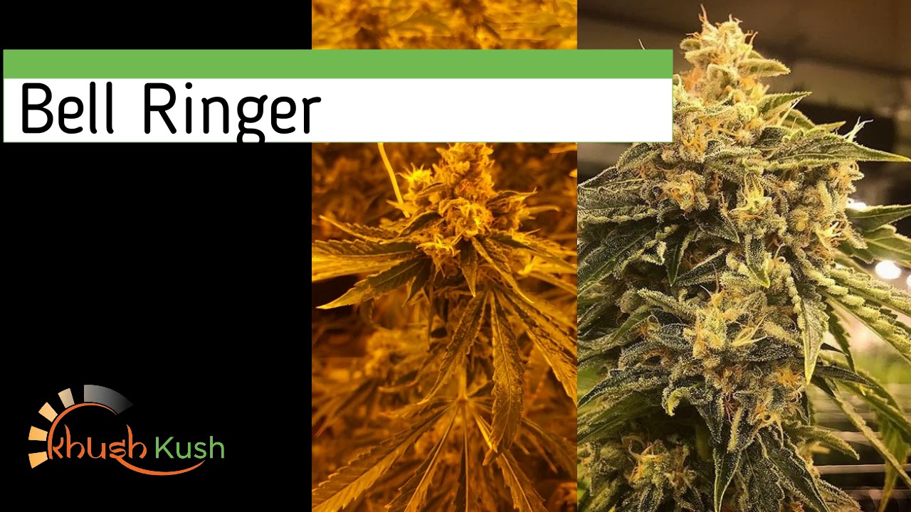 Quick Farm Tour & Upcoming Harvest 8/22/17