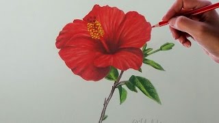 flower drawing chinese rose drawings easy china simple way