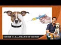 Conoce  el calendario de vacunas para tu mascota  - Entre Patas