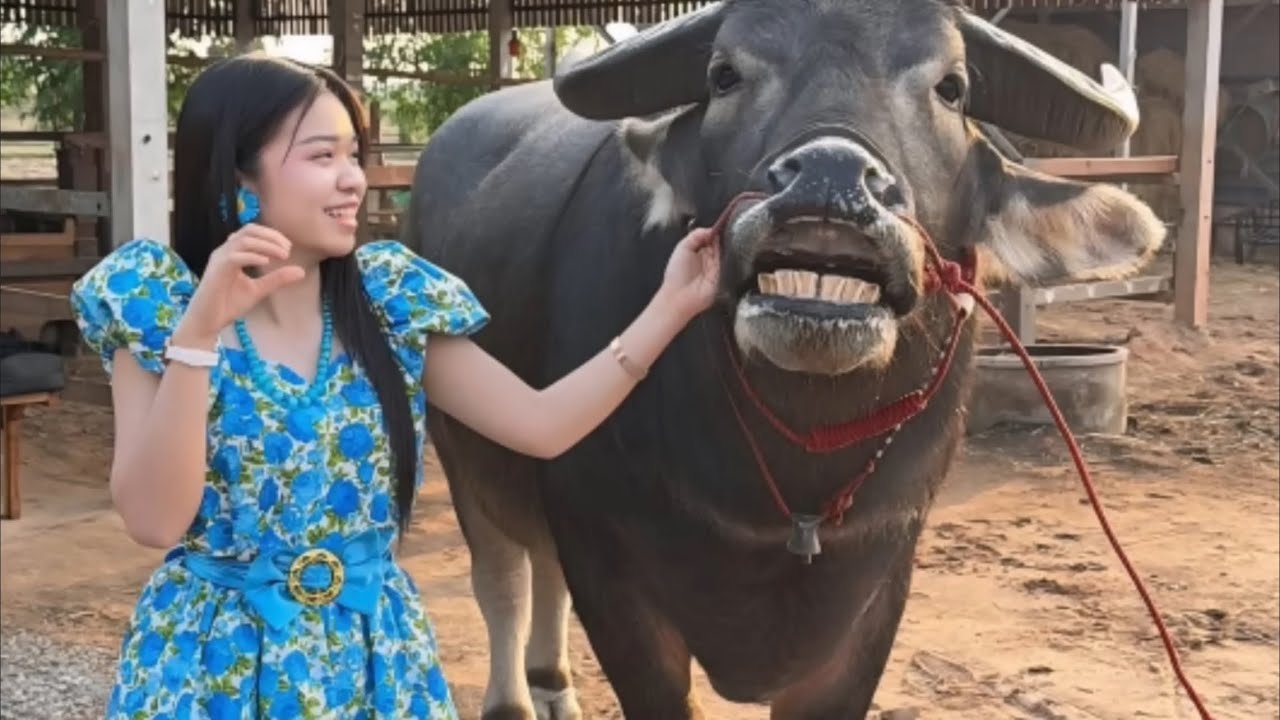 ยืนหนึ่ง กระแสตก ใคร!! อุ้งอิ๋งสาวน้อย กระแสแรงต่อเนื่อง ติดหนึ่ง #อุ้งอิ๋ง #สาวน้อยเพชรบ้านแพง 