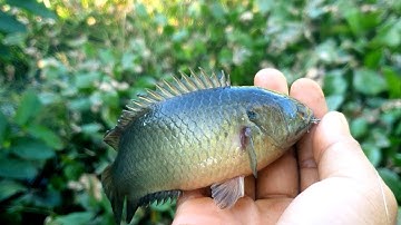 Câu cá Câu cá rô đồng theo con nước lên phần 2 tập 7 ]