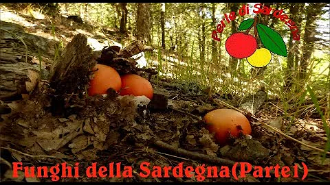 Dove crescono i funghi di carne in Sardegna?