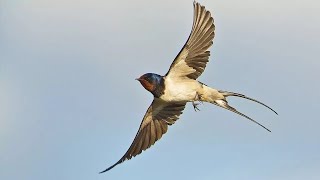 Burung Walet : Sarangnya Bisa Membuat Menjadi Kaya Raya