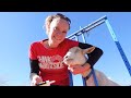 22 Pregnant Goats On The Stand!  CD&T, Selenium & Trimming Hooves Part 1
