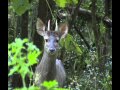 Daguet gris _ Brown Brocket Deer _Corzuela Parda _ Mazama gouazoubira