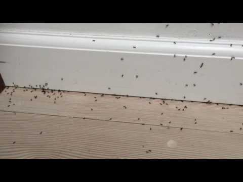 Video: Små røde myrer i lejligheden: hvordan slipper man af med?