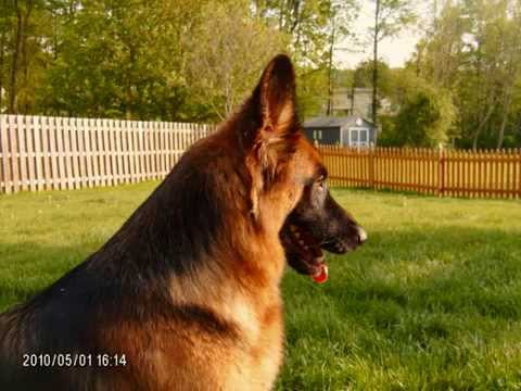 HausBeck Long Hair German Shepherds