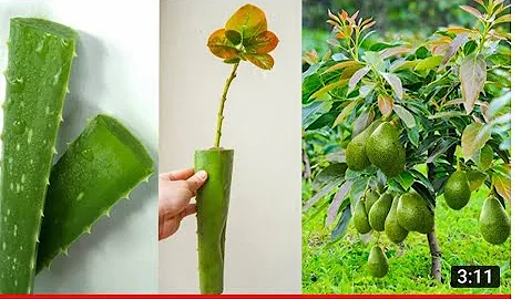 Como fazer pé de abacate anão?