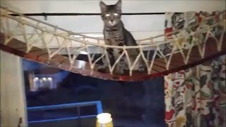 How to build a hang bridge for cats.