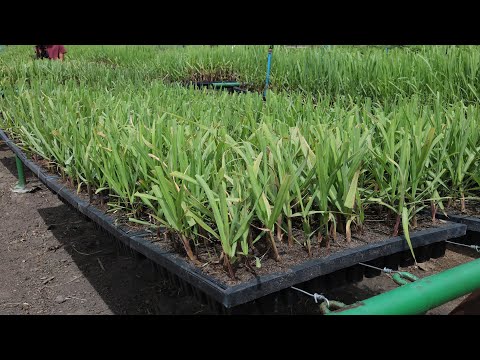 Vídeo: Quando plantar sementes de cana?