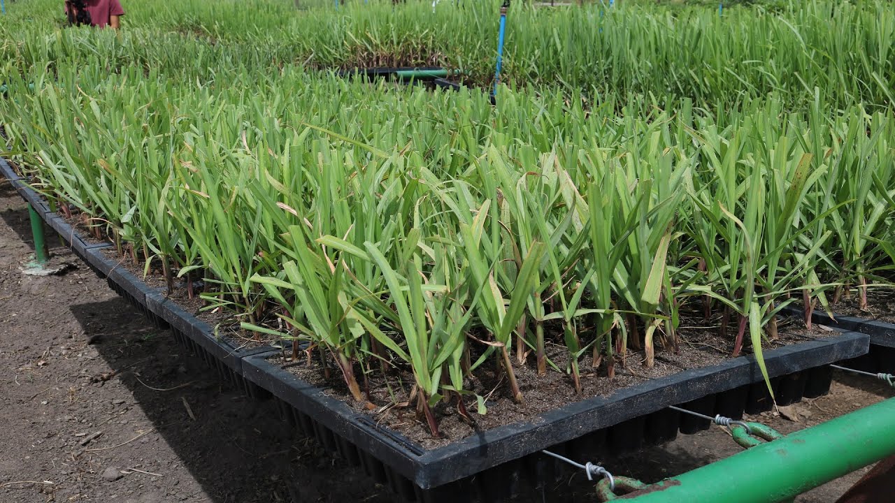 Passo a passo: Mudas pré-brotadas de cana