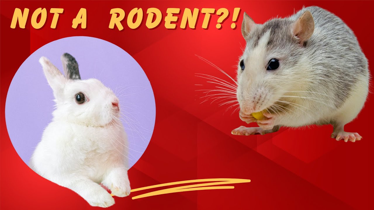 Why Rabbits Are Not Toys: Science Explains