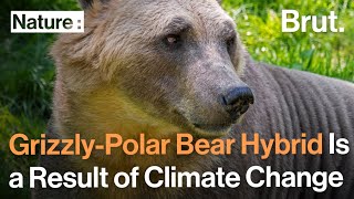 Grizzly-Polar Bear Hybrid Is a Result of Climate Change