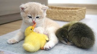 Tiny kitten Shan is the mother of ducklings. She treats ducklings like her babies