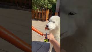 Köpeğin Hakkını Yedi